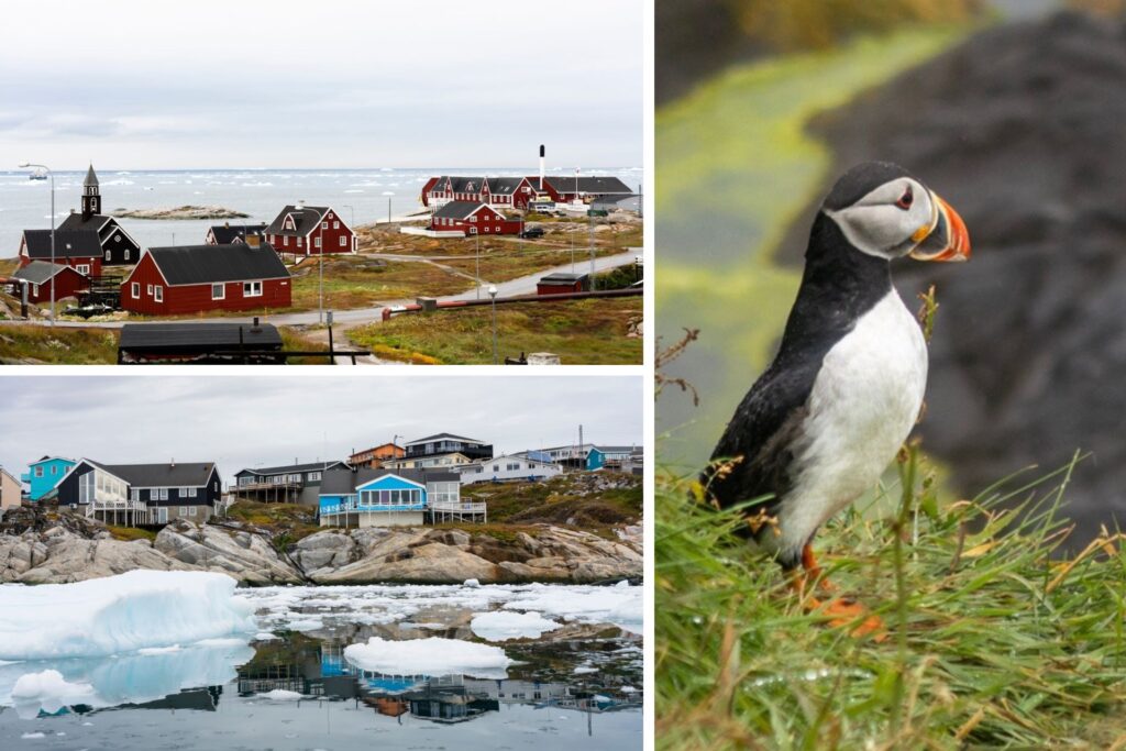 Groenlandia y animal frailecillo en las islas Feroe en Dinamarca.