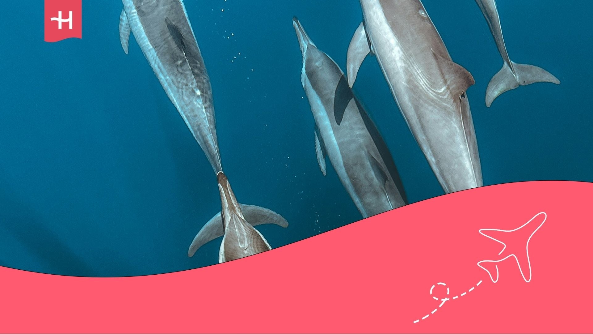 buceo en madagascar, avistamientos