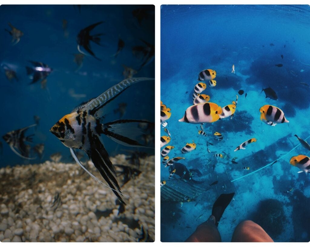 buceo en madagascar, animales