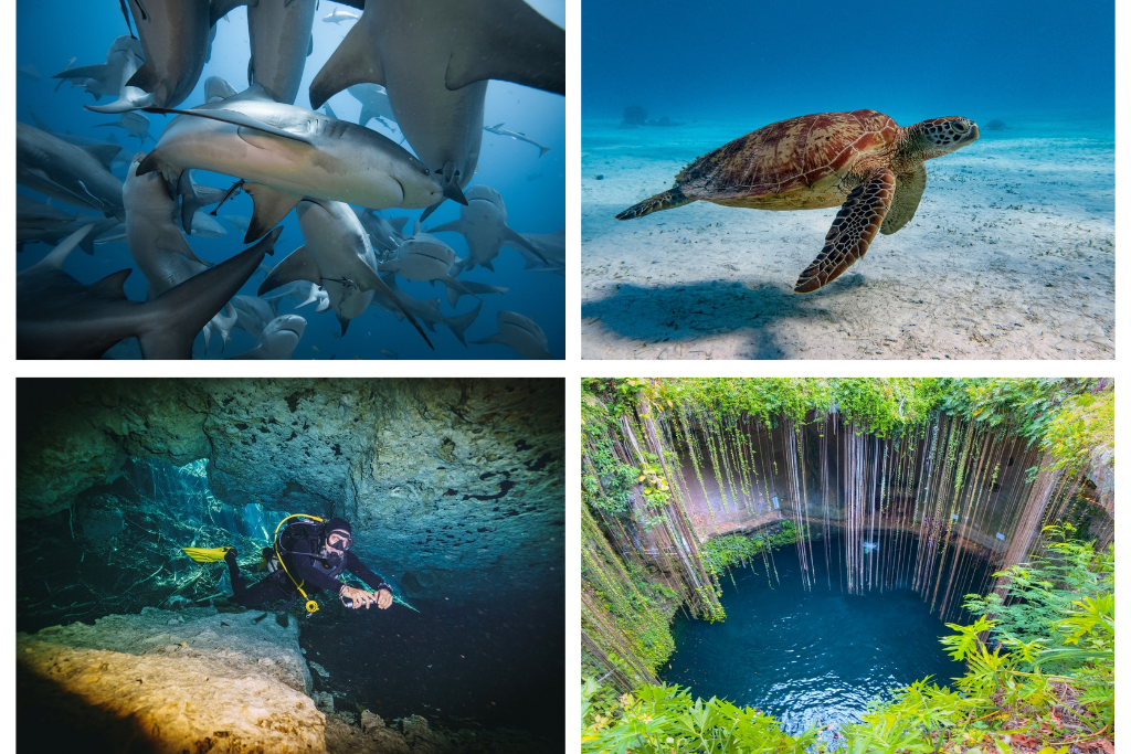 Tiburón toro, tortugas marinas, cenotes y buceo en la Rivera Maya.