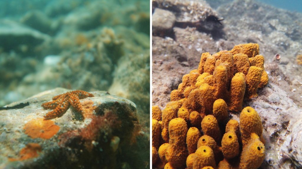 Imágenes que podrás ver en el fondo marino al hacer buceo en Croacia.
