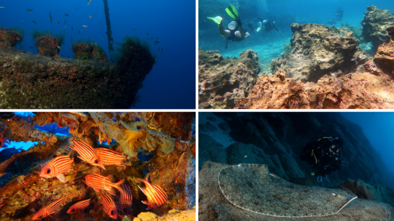 Pecios, peces y buceo en el fondo del mar en Madeira.
