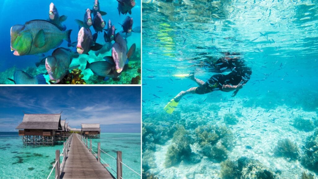 kapalai, buceo en sipadan kapalai, buceo en sipadan