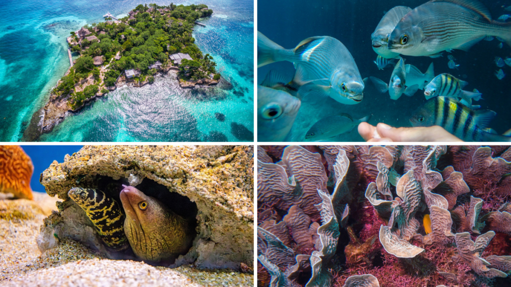 Panorámica y fondo marino de San Andrés, Malpelo e Islas del Rosario para hacer buceo en Colombia.