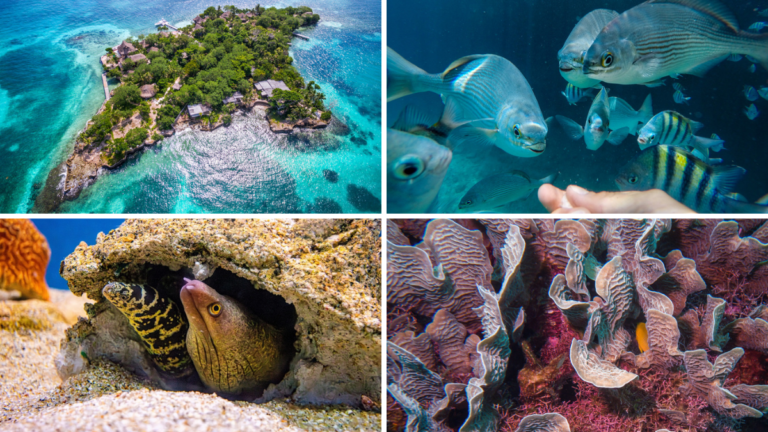 Panorámica y fondo marino de San Andrés, Malpelo e Islas del Rosario para hacer buceo en Colombia.