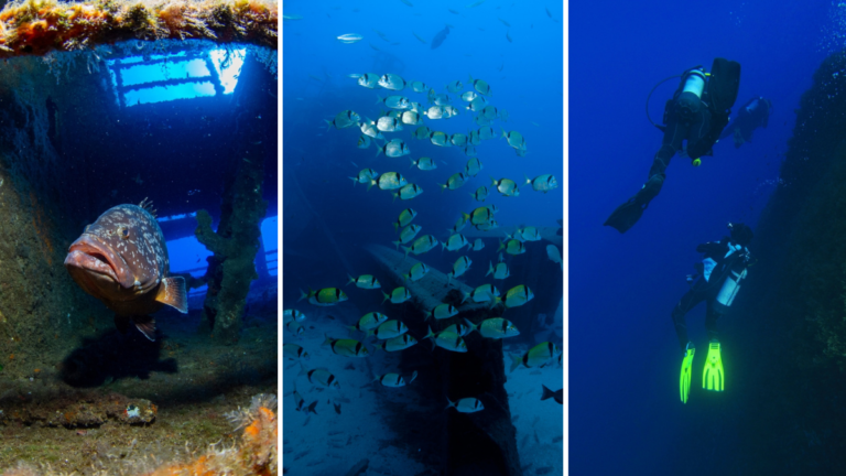 Lugares de Madeira en los que podrás hacer buceo y conocer peces y pecios históricos.