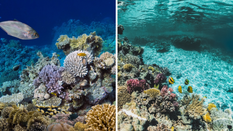 Corales de arrecife del Mar Rojo en Sharm El Sheikh.