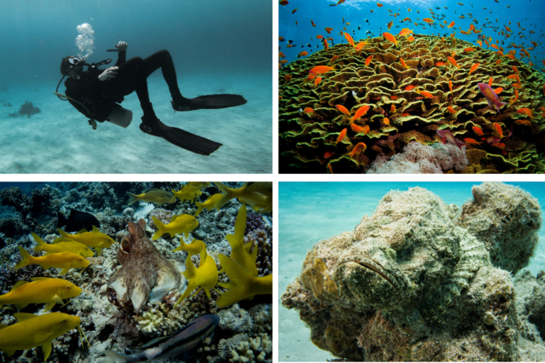 Mejores lugares para bucear en Hurghada