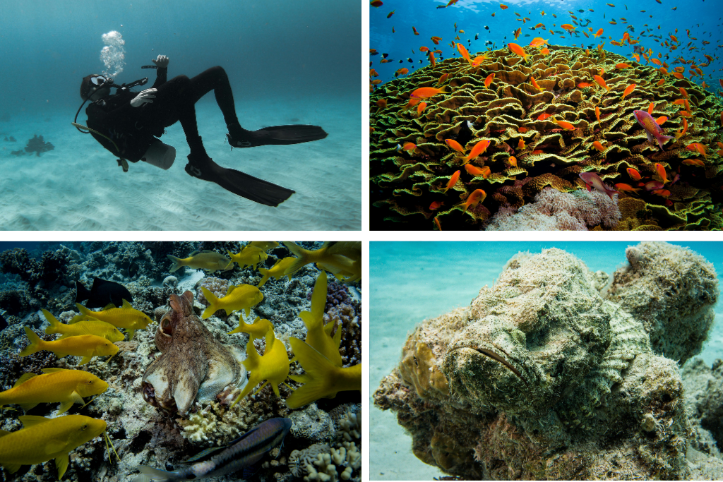 Mejores lugares para bucear en Hurghada