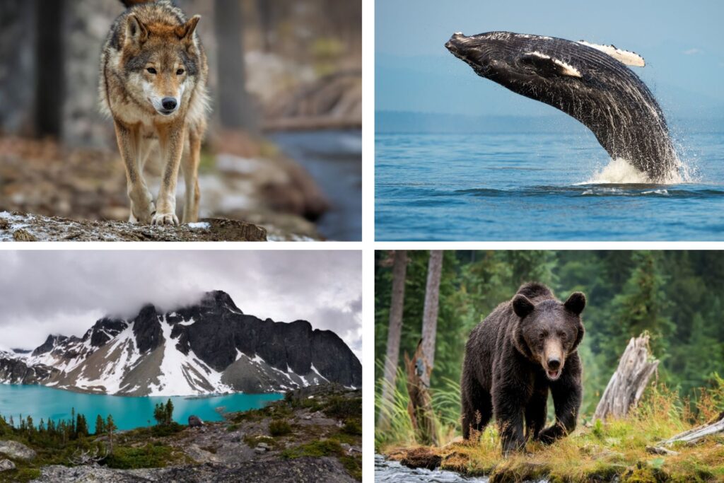 Lobo gris, oso pardo y ballena jorobada en Canadá