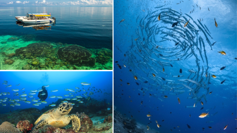 puntos de buceo en sipadan