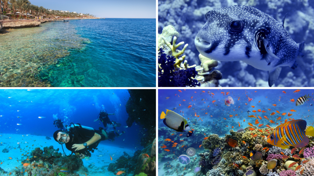 Fondo del Mar Rojo y hombre haciendo buceo en Sharm El Sheikh.