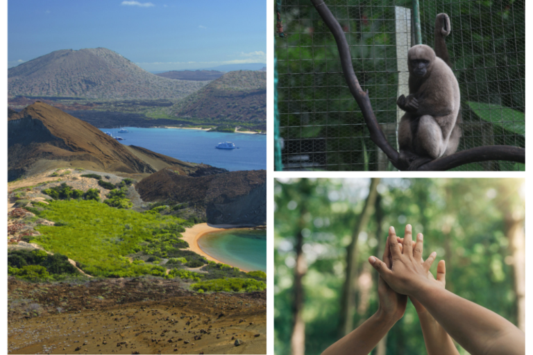 Imágenes de voluntariados y Galápagos, monos y comunidad