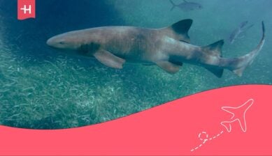 buceo en belice, pez amable y divertido