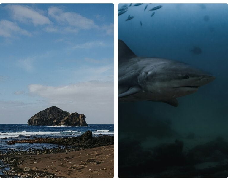 buceo en cabo pulmo, planes familiares