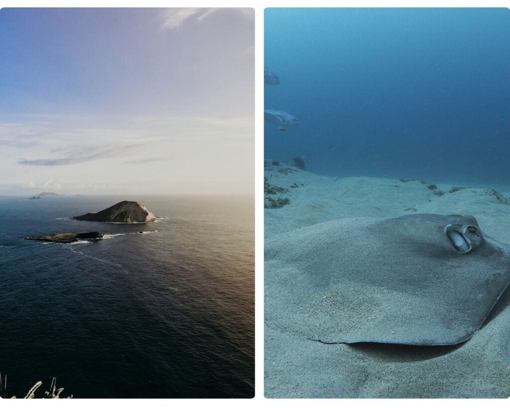 buceo en cabo pulmo mantas rayas