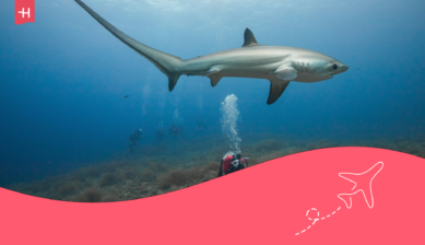 Buceador avista una tiburón zorro en Malapascua.