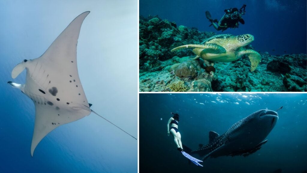 kalimantan, buceo en borneo