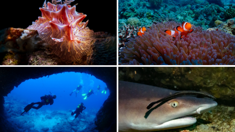 Vida y estructura marina que puedes conocer al hacer buceo en Malapascua. 