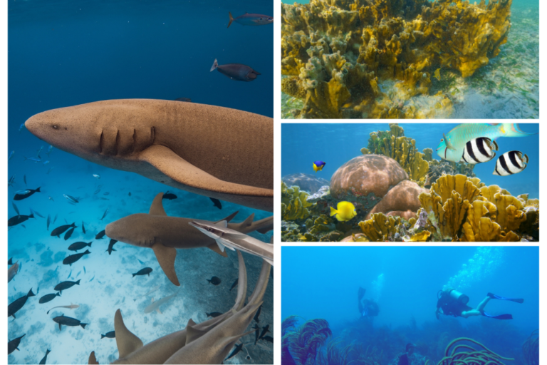 Los mejores lugares para practicar buceo en Puerto Rico