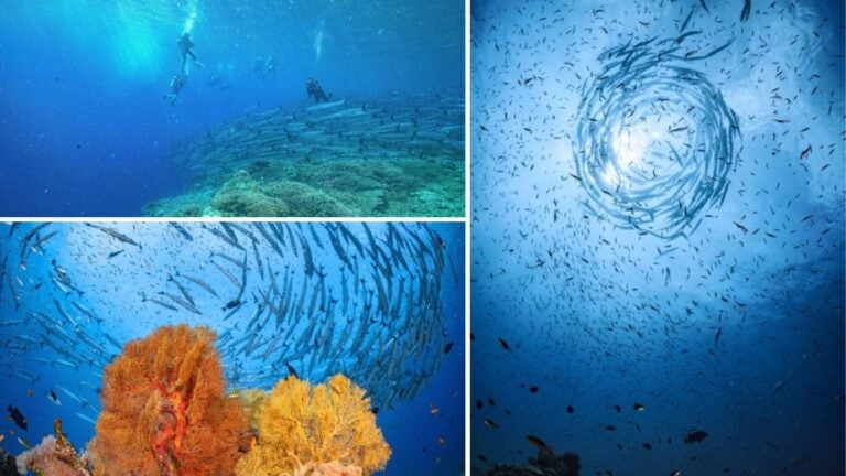 mejores puntos de buceo en borneo