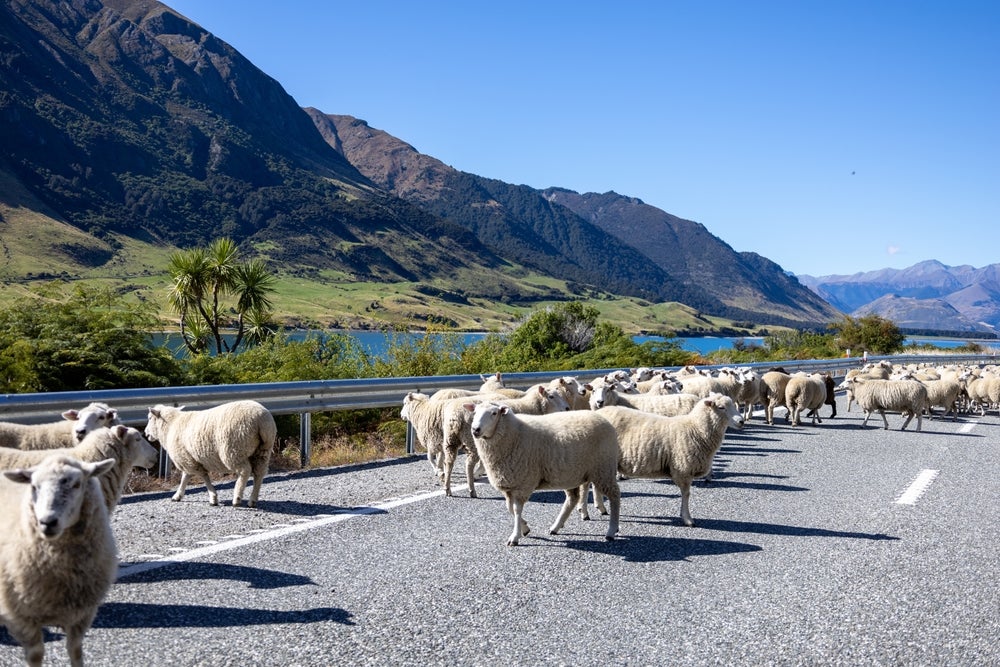 normas para conducir en NZ normas para conducir en NZ