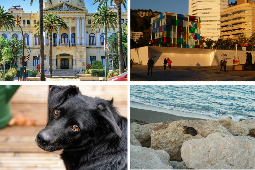 Imágenes que representan los tipos de voluntariado en Málaga.