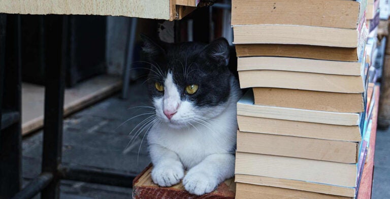 Bazar de libros de segunda mano en Estambul 