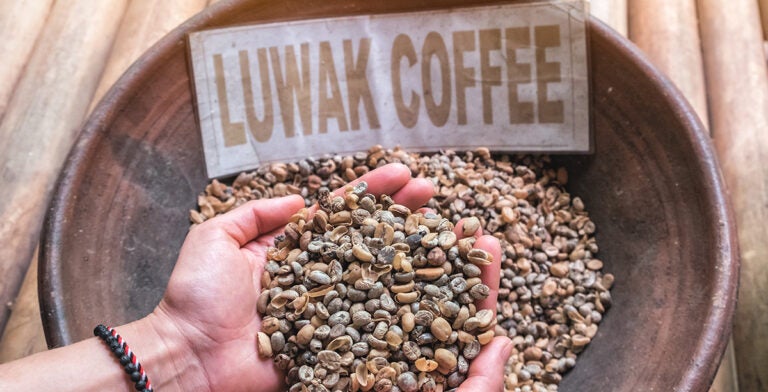 Granos de café luwak