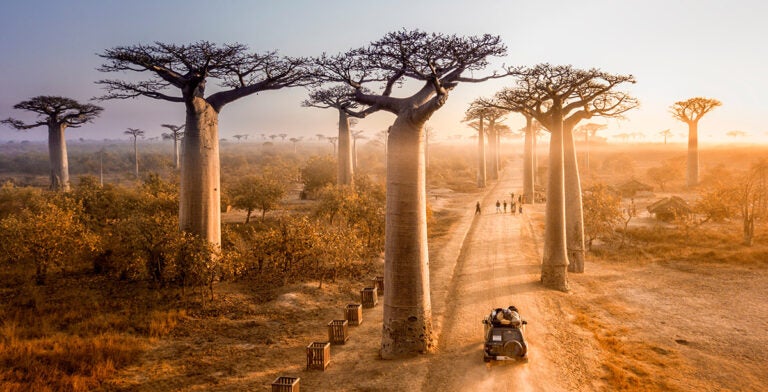 Avenida de los baobabs en Madagascar