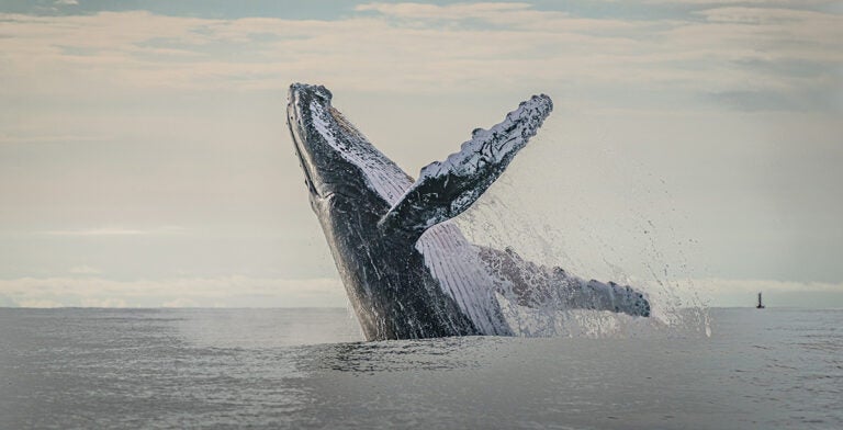 Ballena jorobada en Nuquí