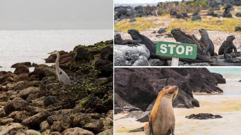 islas galápagos, ecuador