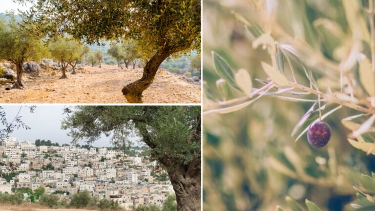 campos de olivos en palestina