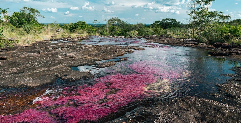 Río Caño Cristales en el parque nacional La Macarena, Meta