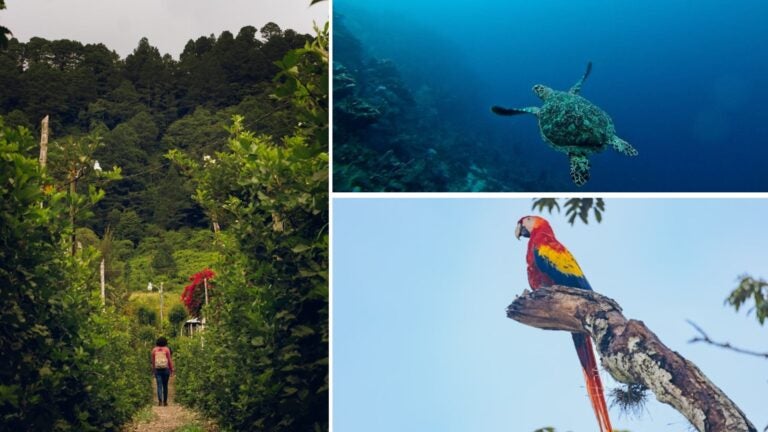 tipos de voluntariado en honduras tipos de voluntariado en honduras