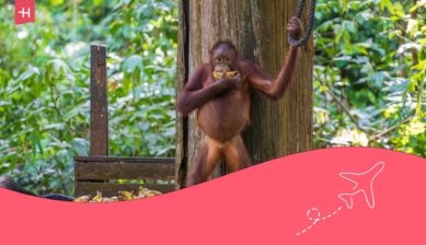 programas y proyectos de voluntariado en indonesia