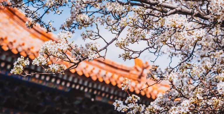 Florecimiento de cerezos en la Ciudad Prohibida, Pekín, China