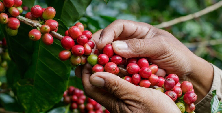 Granos de café cultivado en las montañas de Antioquia 