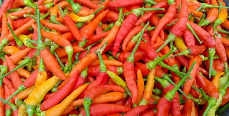 El pimiento dátil, uno de los sabores más singulares de Florida