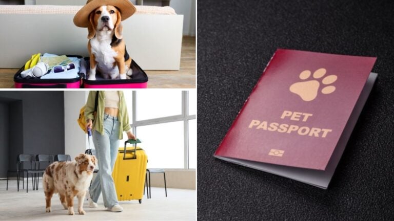 requisitos-para-viajar-a-egipto-desde-costa-rica-con-mascotas