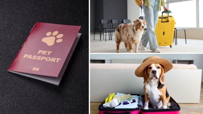 requisitos-para-viajar-a-tailandia-con-mascotas