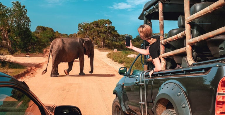 Avistamiento de elefantes en un Safari en Tanzania