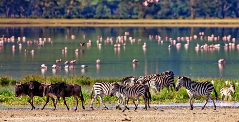 Cebras y ñätho caminando al lado del lago en el cráter del Ngorongoro, Tanzania