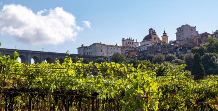 Viñedos en la zona de Castelli Romani
