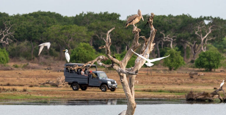 Diferentes aves en medio de un lago en el Parque Nacional de Bundala 