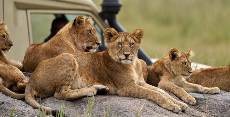 Jóvenes leones descansando cerca de un vehículo de safari en Sri Lanka