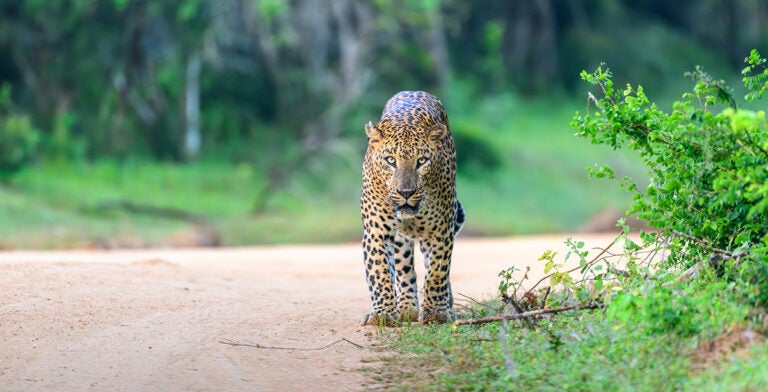 Leopardo caminando en el Parque Nacional Yala, Sri Lanka