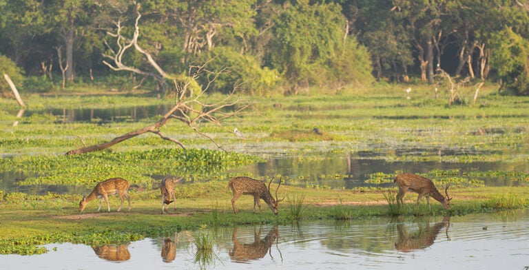 Manada de chital en el Parque Nacional Wilpattu