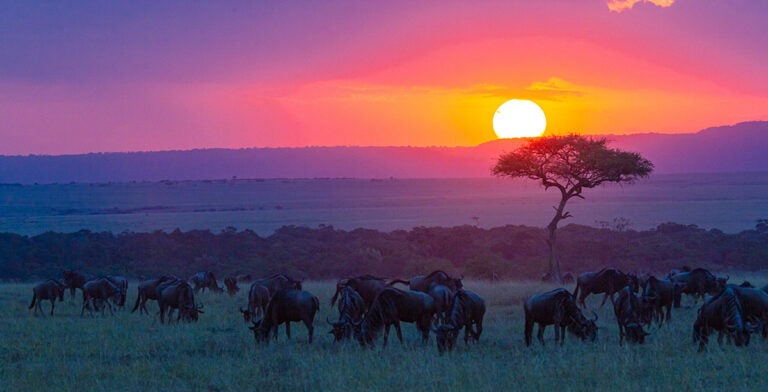 Manadas pastando antes del anochecer en el Masái Mara, Kenia
