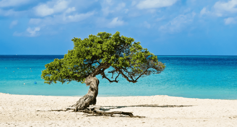 Viaja al Caribe con niños y visita Aruba